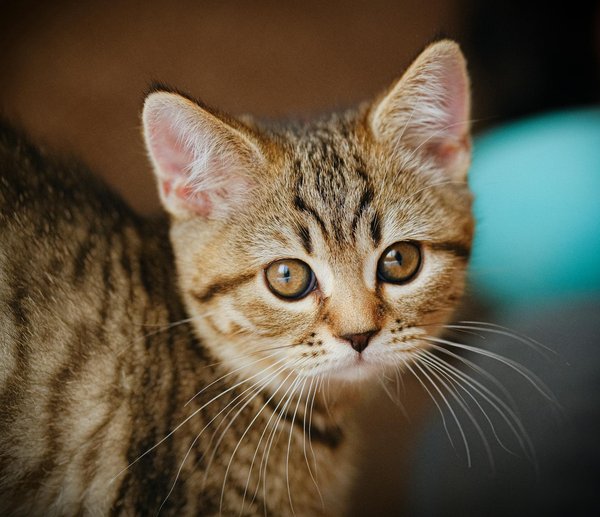 Tout savoir sur les meilleures boutiques en ligne pour produits canins