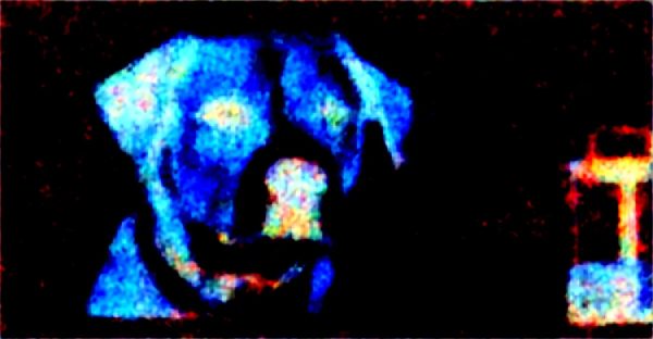 Boutique en ligne spécialisée en produits pour chien : le guide complet