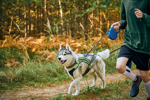 Quelles races de chiens sont les plus aptes pour les sports d'endurance comme le canicross?